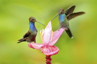 Hummingbird with flower. Rufous-gaped Hillstar, Urochroa bougueri, on ping flower, green and yellow