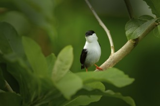 White-bearded Manakin, Manacus manacus, rare bird, Trinidad, Central America. Forest bird, wildlife