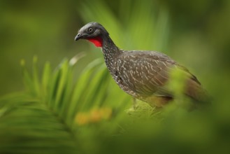 Band-tailed Guan, Penelope argyrotis, rare bird from dark forest Santa Marta mountain, Colombia.