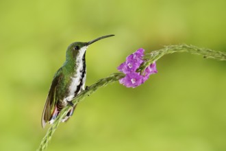 Hummingbird Green-breasted Mango sitting on pink flower. Wild tropic bird in the nature habitat,