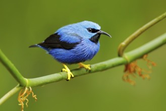 Shining Honeycreeper, Cyanerpes lucidus, exotic tropic blue tanager with yellow leg, Costa Rica.