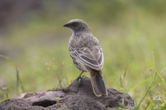 Rufous-tailed Weaver (Histurgops ruficauda) perched on a rock, Ngorongoro, Tanzania