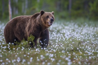 Eurasian Brown Bear (Ursus arctos) male in white cottongrass meadow, Finland