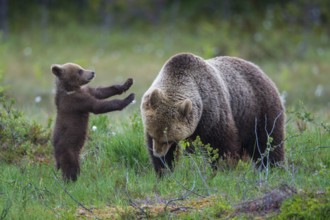 Eurasian Brown Bear (Ursus arctos) mother with cub, Finland