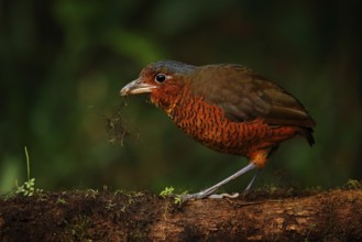 Giant antpitta, Grallaria gigantea, bird family Grallariidae, from Colombia, Ecuador and far