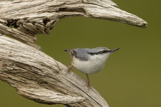 Eurasian Nuthatch (Sitta europaea), Smaland, Sweden