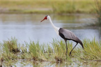 Wattled Crane, Grus carunculata, Botswana, Chobe NP