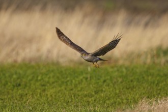 Eurasian Sparrowhawk (Accipiter nisus) flying, Austria