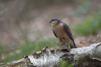 Sperber; lat. Accipiter nisus; Männchen mit gerupftem Kleinvogel am Beuteübergabeplatz ruft sein