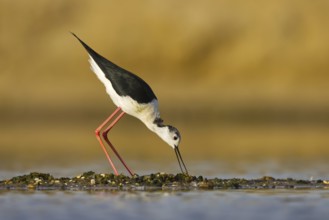 Black-winged Stilt (Himantopus himantopus) male foraging, North Rhine-Westphalia, Germany
