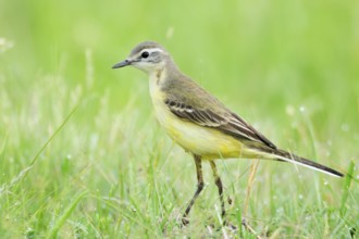 Western Yellow Wagtail (Motacilla flava), Burgenland, Austria