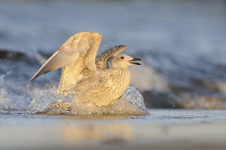 European Herring Gull (Larus argentatus), Mecklenburg-Western Pomerania, Germany