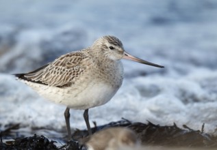 Bar-tailed Godwit (Limosa lapponica), Schleswig-Holstein, Germany