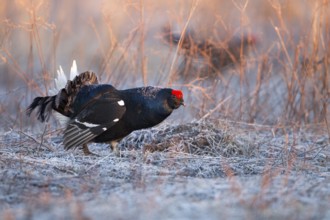 Black Grouse (Lyrurus tetrix) male, Nizhegorodskaya, Russia