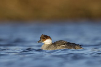Smew (Mergellus albellus) female, Utrecht, Netherlands