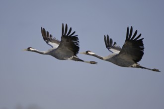 Common Crane (Grus grus) flying, Vaestergoetland, Sweden