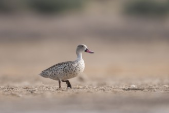 Cape Teal (Anas capensis), Northern Cape, South Africa