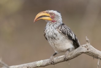 Southern Yellow-billed Hornbill (Tockus leucomelas), Mpumalanga, South Africa