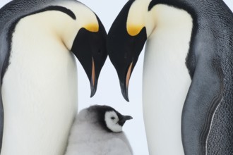 Emperor Penguin (Aptenodytes forsteri) with juvenile, Queen Maud Land, Antarctica
