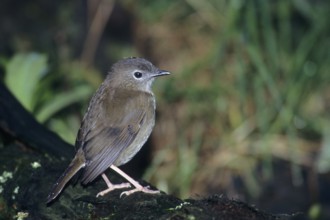 Puaiohi, Small Kauai Thrush, Myadestes palmeri, endangered
