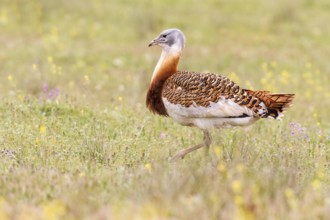 Great Bustard (Otis tarda), Castile, Spain
