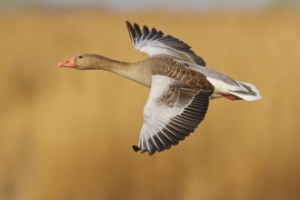 Greylag Goose (Anser anser) flying, Lake Neusiedl, Austria