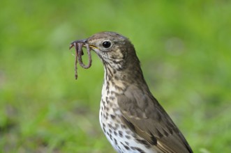 Singdrossel (Turdus philomelos), Song Thrush, Altvogel bei der Futtersuche, mit Wuermern im