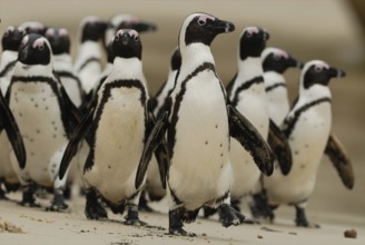 African Penguin (Spheniscus demersus), Boulders Beach, South Africa