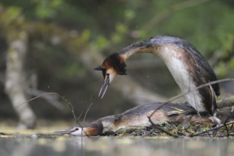 Great Crested Grebe (Podiceps cristatus), North Rhine-Westphalia, Germany