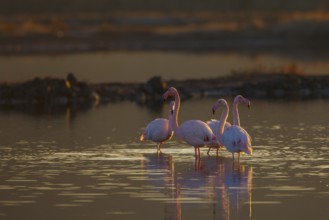 Greater Flamingo (Phoenicopterus roseus), Greece