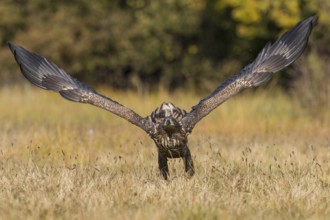 White-tailed Eagle (Haliaeetus albicilla) flying, Kutno, Poland