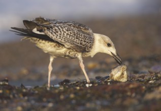 Great Black-backed Gull (Larus marinus), Mecklenburg-Western Pomerania, Germany