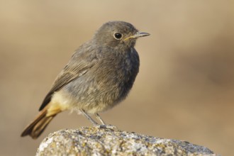 Black Redstart (Phoenicurus ochruros), Castile, Spain