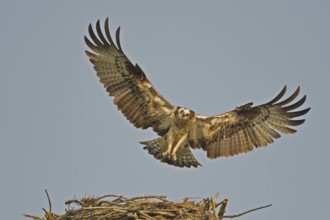 Western Osprey (Pandion haliaetus), Lower Saxony, Germany