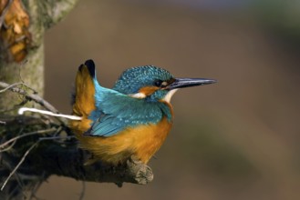 Common Kingfisher (Alcedo atthis), Saxony-Anhalt, Germany