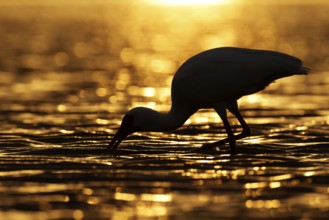 American White Ibis (Eudocimus albus), Florida, USA