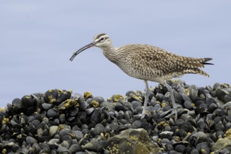 Whimbrel (Numenius phaeopus), California, USA