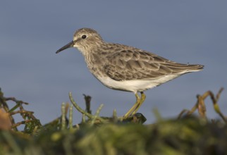 Least Sandpiper (Calidris minutilla), British Columbia, Canada