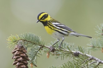 Townsend's Warbler (Setophaga townsendi), British Columbia, Canada