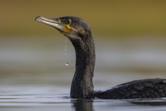 Great Cormorant (Phalacrocorax carbo), North Rhine-Westphalia, Germany
