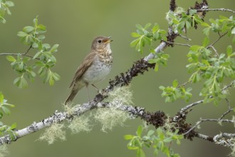 Swainson's Thrush (Catharus ustulatus) perched on a branch in Victoria, BC, Canada