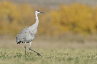 Sandhill Crane (Antigone canadensis), New Mexico, USA