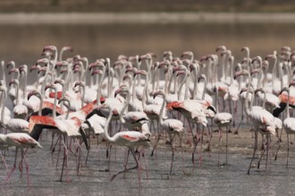 Greater Flamingo (Phoenicopterus roseus), Castile-La Mancha, Spain