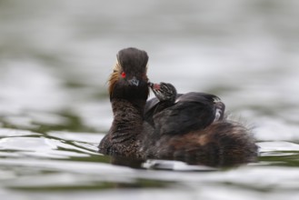 Black-necked Grebe (Podiceps nigricollis) chick, Bavaria, Germany