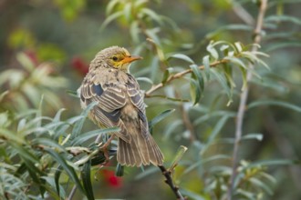 Rosy Starling (Pastor roseus) juvenile, Schleswig-Holstein, Germany