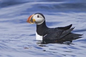 Atlantic Puffin (Fratercula arctica), Newfoundland, Canada