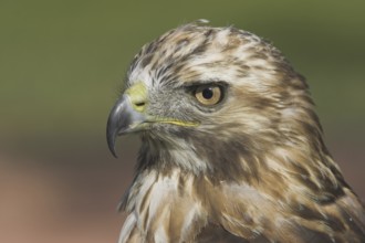Red-tailed Hawk (Buteo jamaicensis), Alberta, Canada