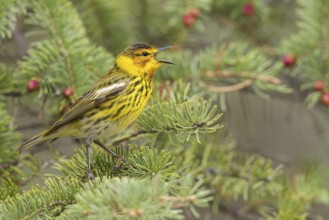Cape May Warbler (Dendroica tigrina) perched on a branch in Ontario, Canada