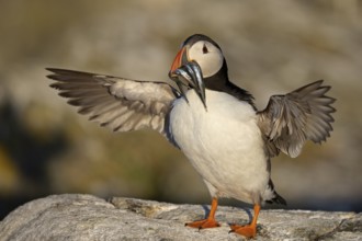 Atlantic Puffin (Fratercula arctica) with sandeels in beak, Scotland, United Kingdom