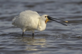 Eurasian Spoonbill (Platalea leucorodia), Austria